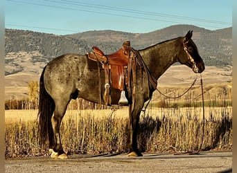 American Quarter Horse, Wallach, 12 Jahre, 152 cm, Roan-Blue
