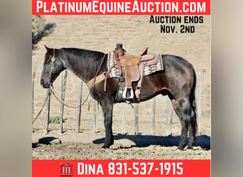 American Quarter Horse, Wallach, 12 Jahre, 152 cm, Roan-Blue