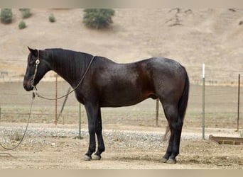 American Quarter Horse, Wallach, 12 Jahre, 152 cm, Roan-Blue