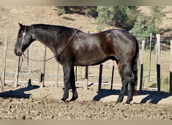 American Quarter Horse, Wallach, 12 Jahre, 152 cm, Roan-Blue
