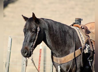 American Quarter Horse, Wallach, 12 Jahre, 152 cm, Roan-Blue