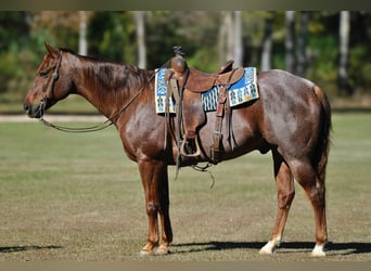 American Quarter Horse, Wallach, 12 Jahre, 152 cm, Roan-Red