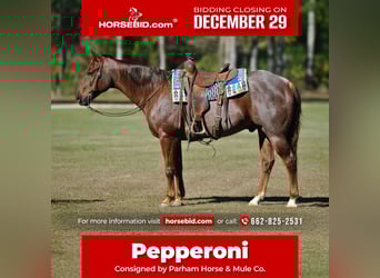 American Quarter Horse, Wallach, 12 Jahre, 152 cm, Roan-Red