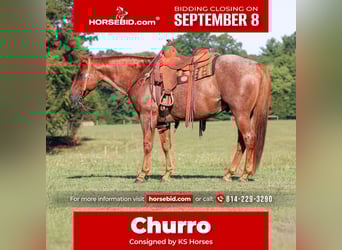 American Quarter Horse, Wallach, 12 Jahre, 152 cm, Roan-Red