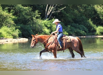 American Quarter Horse, Wallach, 12 Jahre, 152 cm, Roan-Red