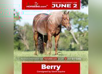 American Quarter Horse, Wallach, 12 Jahre, 152 cm, Roan-Red