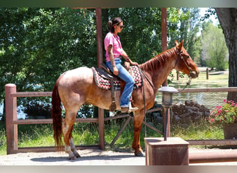 American Quarter Horse, Wallach, 12 Jahre, 152 cm, Roan-Red