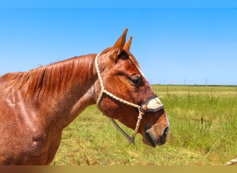 American Quarter Horse, Wallach, 12 Jahre, 152 cm, Roan-Red