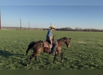 American Quarter Horse, Wallach, 12 Jahre, 152 cm, Rotbrauner