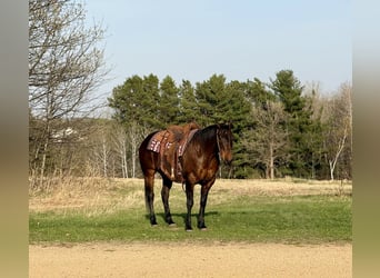 American Quarter Horse, Wallach, 12 Jahre, 152 cm, Rotbrauner
