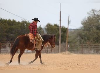 American Quarter Horse, Wallach, 12 Jahre, 152 cm, Rotbrauner