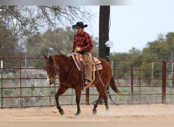 American Quarter Horse, Wallach, 12 Jahre, 152 cm, Rotbrauner