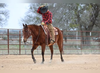 American Quarter Horse, Wallach, 12 Jahre, 152 cm, Rotbrauner