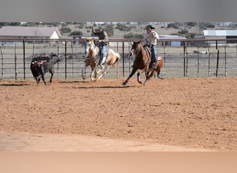 American Quarter Horse, Wallach, 12 Jahre, 152 cm, Rotbrauner