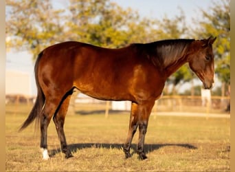 American Quarter Horse, Wallach, 12 Jahre, 152 cm, Rotbrauner