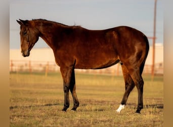 American Quarter Horse, Wallach, 12 Jahre, 152 cm, Rotbrauner