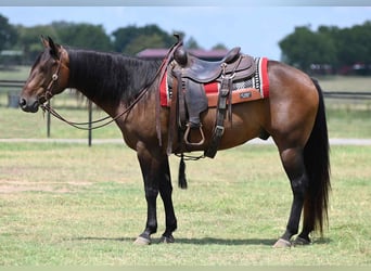 American Quarter Horse, Wallach, 12 Jahre, 152 cm, Rotbrauner