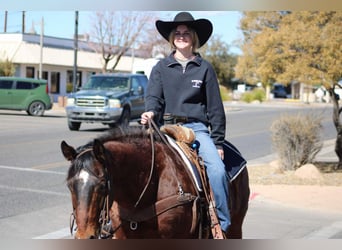 American Quarter Horse, Wallach, 12 Jahre, 152 cm, Rotbrauner