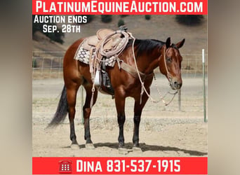 American Quarter Horse, Wallach, 12 Jahre, 152 cm, Rotbrauner