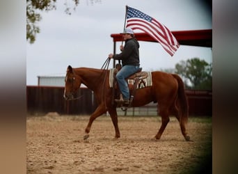American Quarter Horse, Wallach, 12 Jahre, 152 cm, Rotfuchs