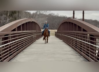 American Quarter Horse, Wallach, 12 Jahre, 152 cm, Rotfuchs