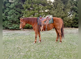 American Quarter Horse, Wallach, 12 Jahre, 152 cm, Rotfuchs