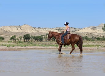 American Quarter Horse, Wallach, 12 Jahre, 152 cm, Rotfuchs