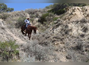 American Quarter Horse, Wallach, 12 Jahre, 152 cm, Rotfuchs