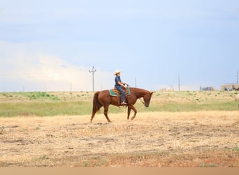 American Quarter Horse, Wallach, 12 Jahre, 152 cm, Rotfuchs