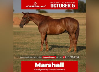 American Quarter Horse, Wallach, 12 Jahre, 152 cm, Rotfuchs