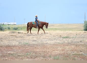 American Quarter Horse, Wallach, 12 Jahre, 152 cm, Rotfuchs