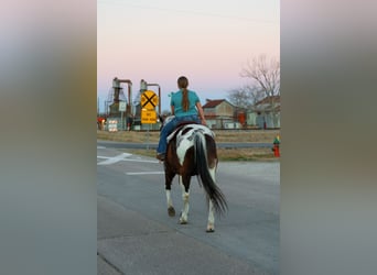 American Quarter Horse, Wallach, 12 Jahre, 152 cm, Schecke