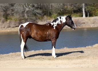 American Quarter Horse, Wallach, 12 Jahre, 152 cm, Schecke