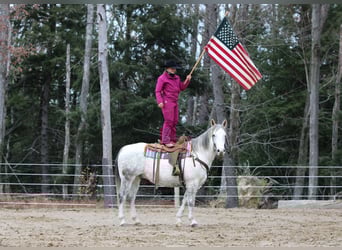 American Quarter Horse, Wallach, 12 Jahre, 152 cm, Schimmel
