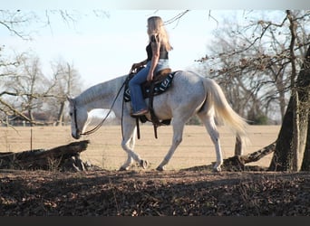 American Quarter Horse, Wallach, 12 Jahre, 152 cm, Schimmel