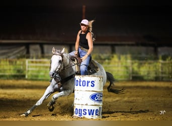 American Quarter Horse, Wallach, 12 Jahre, 152 cm, Schimmel