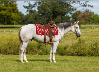 American Quarter Horse, Wallach, 12 Jahre, 152 cm, Schimmel