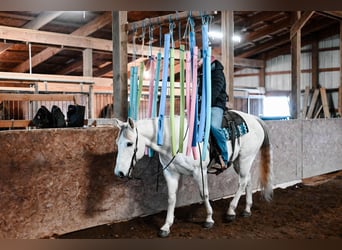 American Quarter Horse, Wallach, 12 Jahre, 152 cm, Schimmel