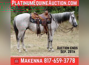 American Quarter Horse, Wallach, 12 Jahre, 152 cm, Schimmel