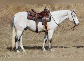 American Quarter Horse, Wallach, 12 Jahre, 152 cm, Schimmel