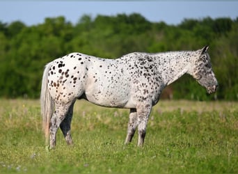 American Quarter Horse, Wallach, 12 Jahre, 152 cm, Tigerschecke