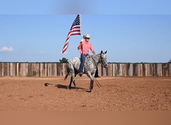 American Quarter Horse, Wallach, 12 Jahre, 152 cm, Tigerschecke