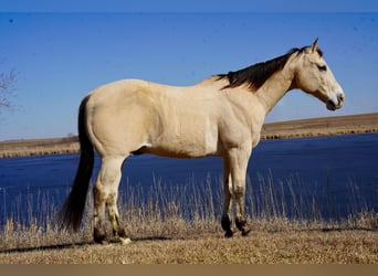 American Quarter Horse, Wallach, 12 Jahre, 155 cm, Buckskin