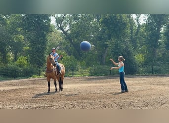 American Quarter Horse, Wallach, 12 Jahre, 155 cm, Buckskin