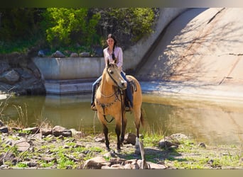 American Quarter Horse, Wallach, 12 Jahre, 155 cm, Buckskin