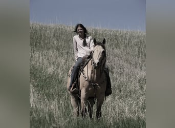 American Quarter Horse, Wallach, 12 Jahre, 155 cm, Buckskin