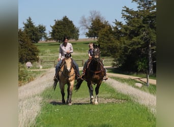 American Quarter Horse, Wallach, 12 Jahre, 155 cm, Buckskin