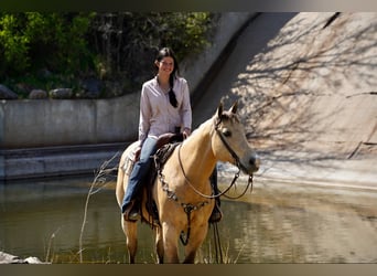 American Quarter Horse, Wallach, 12 Jahre, 155 cm, Buckskin