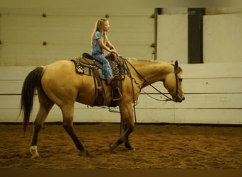 American Quarter Horse, Wallach, 12 Jahre, 155 cm, Buckskin