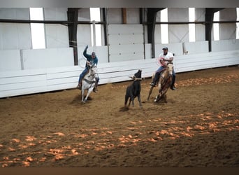 American Quarter Horse, Wallach, 12 Jahre, 155 cm, Buckskin